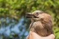 Ornithologist examines the caught bird Royalty Free Stock Photo