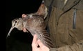 Ornithologist holding the eurasian Woodcock in hands