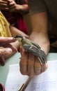 ornithologist records a bird Royalty Free Stock Photo