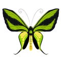 Ornithoptera paradisea, butterfly wings of a bird of paradise. v Royalty Free Stock Photo