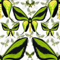 Ornithoptera paradisea, butterfly wings of a bird seamless pattern vector illustration Royalty Free Stock Photo