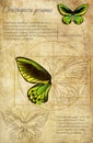 Ornithoptera priam Latin Ornithoptera priamus. A series of vector illustrations imitating old sheets from a book about butterfli