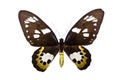 Ornithoptera rothschildi Royalty Free Stock Photo