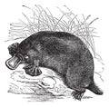 Ornithorhynchus paradoxus or Platypus, vintage engraving Royalty Free Stock Photo