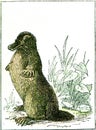 Ornithorynque paradoxical, vintage engraving Royalty Free Stock Photo