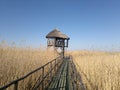 Ornitology watchhouse with reed roof