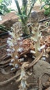 Orobanche cernua, commonly known asÂ nodding broomrape. Royalty Free Stock Photo