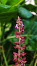 Orobanche, commonly known as broomrape Royalty Free Stock Photo