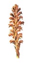 Orobanche, commonly known as broomrape flower. Antique hand drawn field flowers illustration. Vintage and antique flowers. wild fl