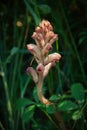 Orobanche gracilis