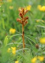Orobanche gracilis in dry meadows of the