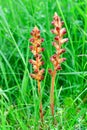 Orobanche gracilis