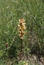 Orobanche lutea, wild plant in Lower Austria