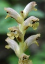 Orobanche parasitic plant grows in nature