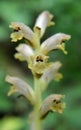 Orobanche parasitic plant grows in nature