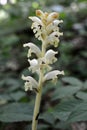 Orobanche parasitic plant grows in nature