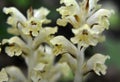 Orobanche parasitic plant grows in nature