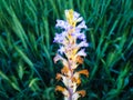 Orobanche ramosa, Branched Broomrape Royalty Free Stock Photo