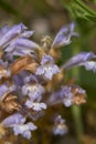 Orobanche ramosa close up Royalty Free Stock Photo