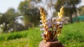 Orobanche ramosa is a species of broomrape known by the common names hemp broomrape and branched broomrape