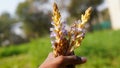 Orobanche ramosa is a species of broomrape known by the common names hemp broomrape and branched broomrape