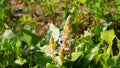 Orobanche ramosa is a species of broomrape known by the common names hemp broomrape and branched broomrape