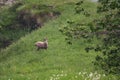 An orobic ibex looks around walking in the mountain meadows Royalty Free Stock Photo