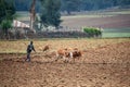 Ethiopian farmer plows fields with cows