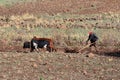 Ethiopian farmer plows fields with cows