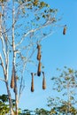 Oropendola Bird Nests