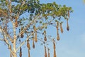 Oropendola Nests in a Cannonball tree Royalty Free Stock Photo