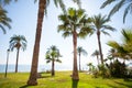 Oropesa de Mar in Castellon palm tree garden in mediterranean Royalty Free Stock Photo