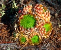 Orostachys spinosa Royalty Free Stock Photo