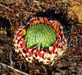 Orostachys spinosa