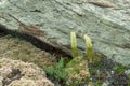 Orostachys spinosa grows on stony surfaces. selective focus. plants of Olkhon island on lake Baikal Royalty Free Stock Photo