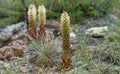 Orostachys spinosa grows on stony surfaces. selective focus. plants of Olkhon island on lake Baikal. Royalty Free Stock Photo