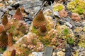Orostachys spinosa, Lake Baikal Royalty Free Stock Photo
