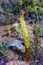 Orostachys spinosa. Wild plant of the nature of Siberia. Royalty Free Stock Photo