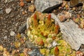 Orostachys spinosa, Lake Baikal