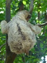 The hard life of a baby sloth