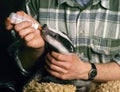 Orphan badger gets milk Royalty Free Stock Photo