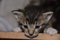 Escape from the Box; Bottlefed Kitten Angst at Feeding time Royalty Free Stock Photo