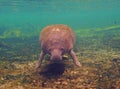 Orphan juvenile Manatee swimming in a Florida spring