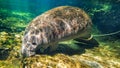 Orphan juvenile Manatee swimming in a Florida spring