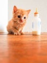 Orphan orange tabby kitten sitting next to bottle of milk Royalty Free Stock Photo