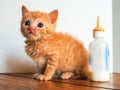 Orphan orange tabby kitten sitting next to bottle of milk Royalty Free Stock Photo