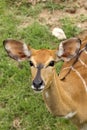 Orphan Whitetail Deer