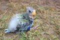 Orphaned baby Australian Rosella