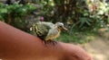 An orphaned baby bird sitting on top of a wrist of a woman