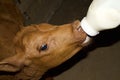 Orphaned Baby Calf Being Hand Bottle Fed Royalty Free Stock Photo